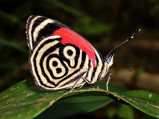 89の数字に見える模様が入った蝶の写真　Diaethria phlogea, the 89'98 butterfly